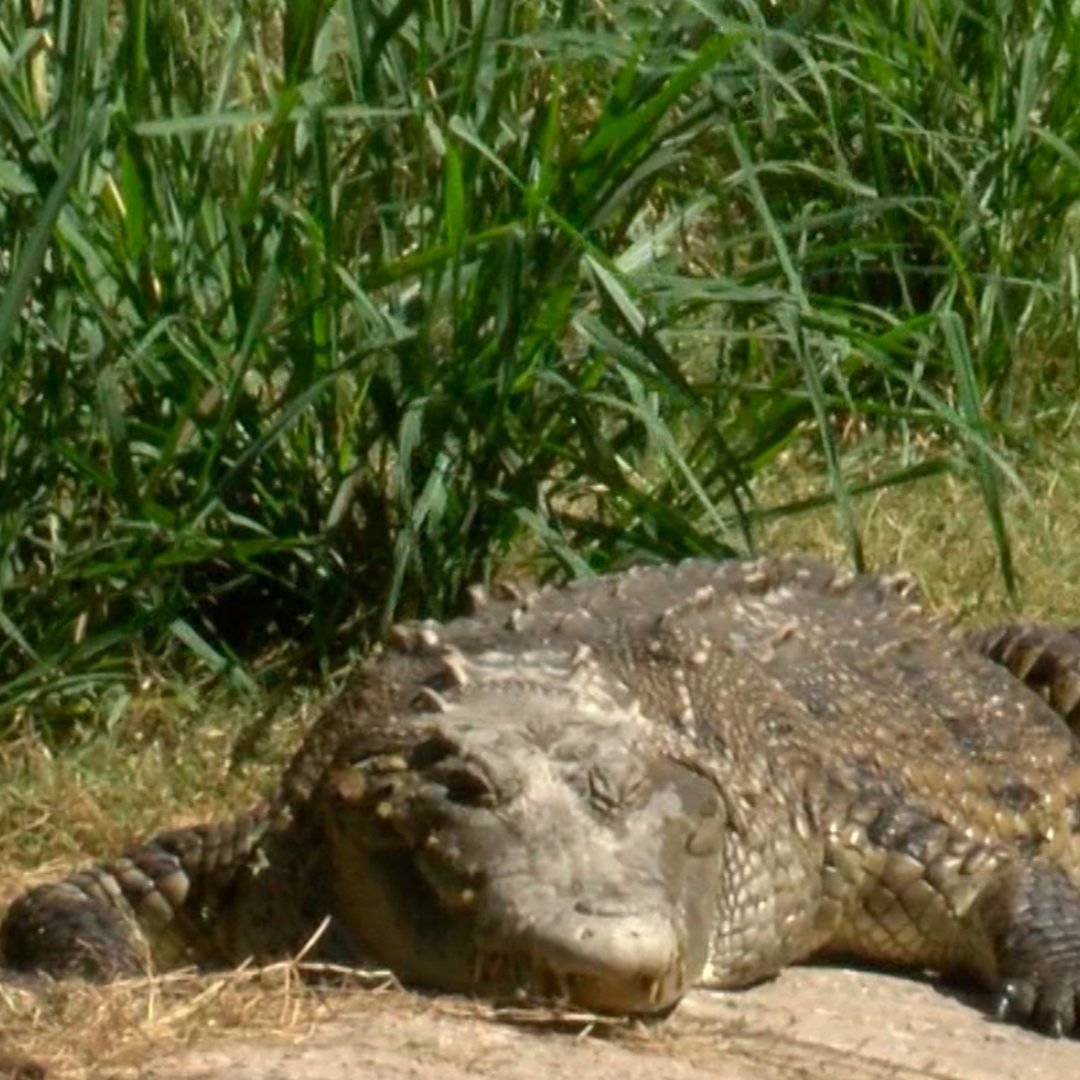 Cocodrilo en Vallarta